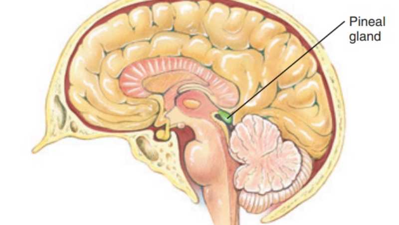 The Importance of the Pineal Gland / 7th Chakra