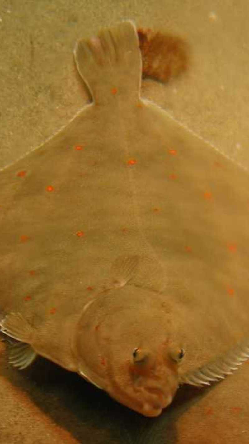 Desire-based Evolution